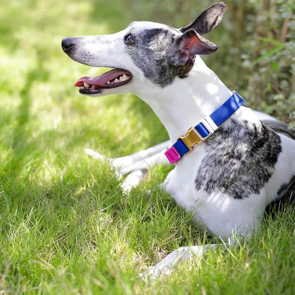 Luxury Multi-Color Waterproof Adjustable Design PVC Martingale Chain Dog Collars Gold O Ring Training Dog Collar