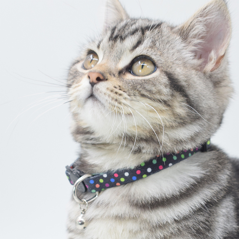 Personalized Girls Gift Custom Floral Pattern Engraved Pet Collars Cat Collar Leash Adjustable Dog Collar and Leash Sets