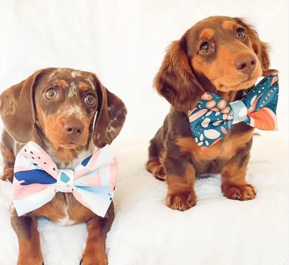 Pet Dog Bowtie View 5