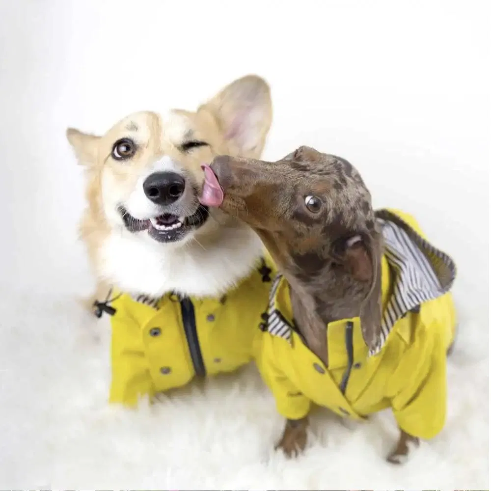 Pet Raincoat