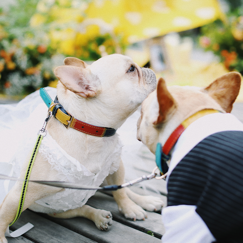 Adjustable Custom Pattern No Pull Luxury PU Leather Pet Collar