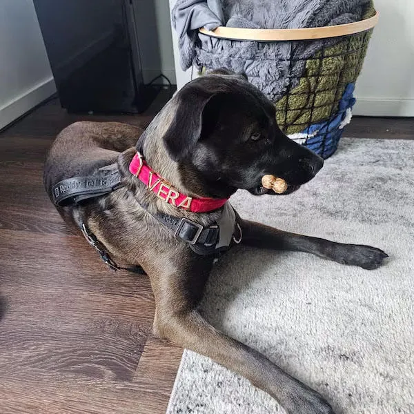 Leather Dog Collar Packaging