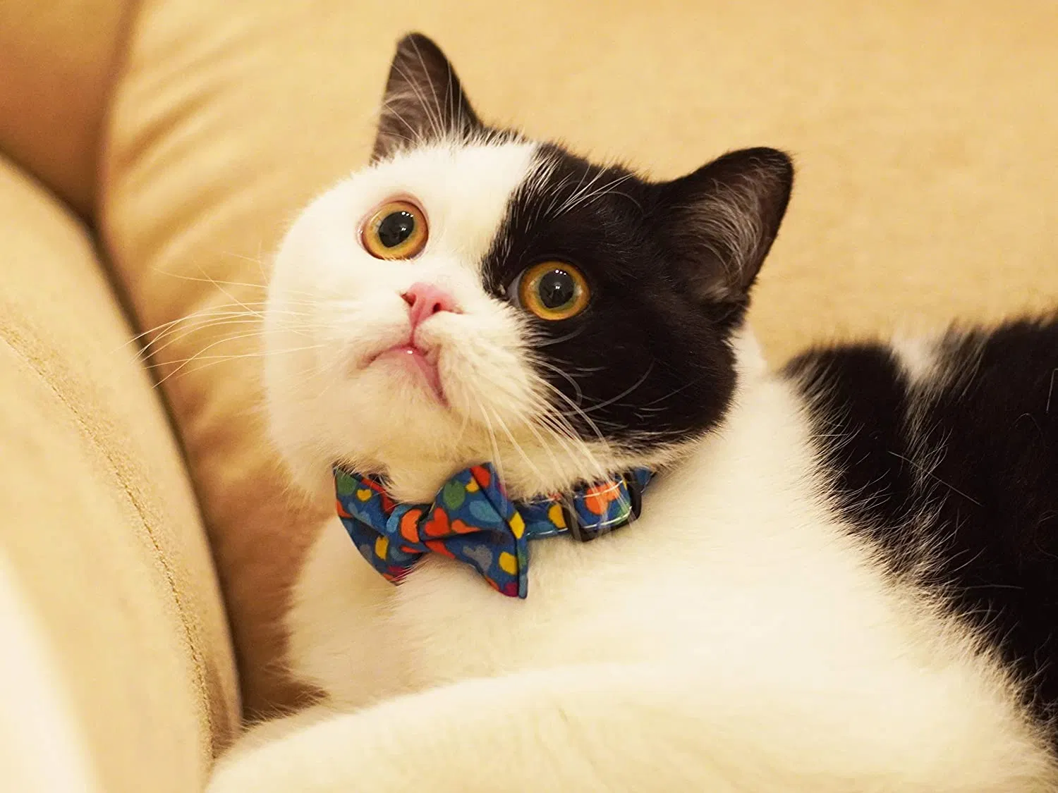 Collar for Cats Pets Breakaway with Bell Bowtie Floral