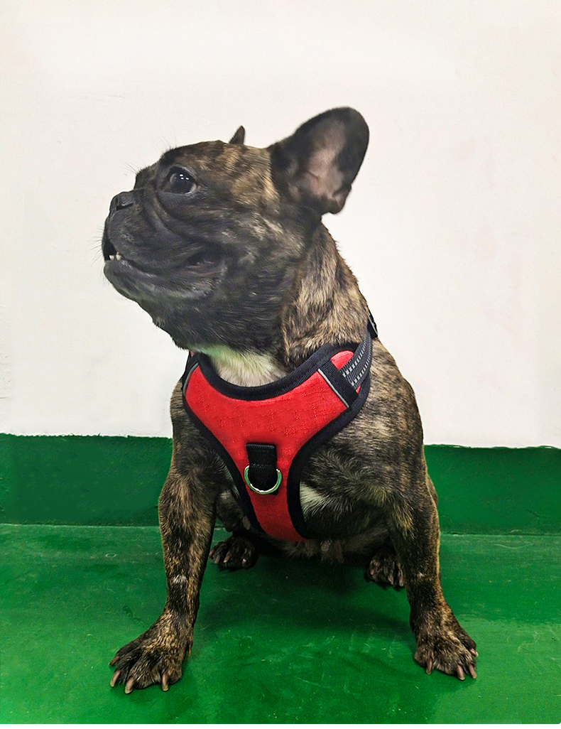 High Quality Red Mesh Pet Harness Soft Mesh with Pull Comfortable Padded Dog Harness Vest Pet Walking Vest Puppy Harness