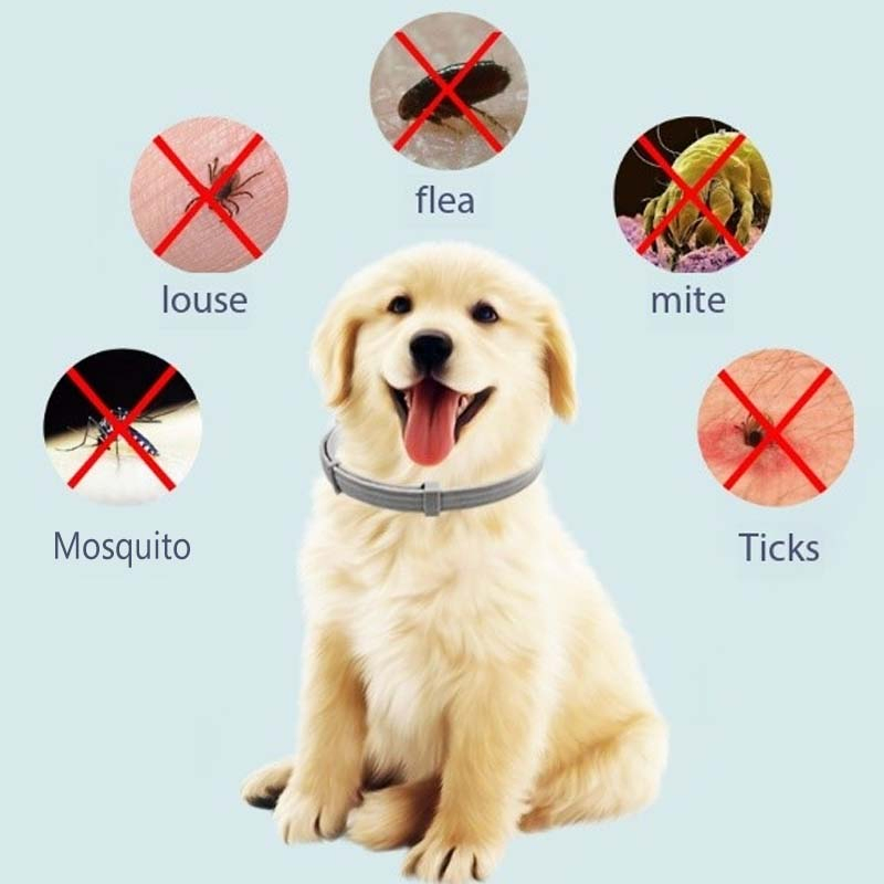 Adjustable Nylon Dog Collar Pet Products for Small and Large Dogs