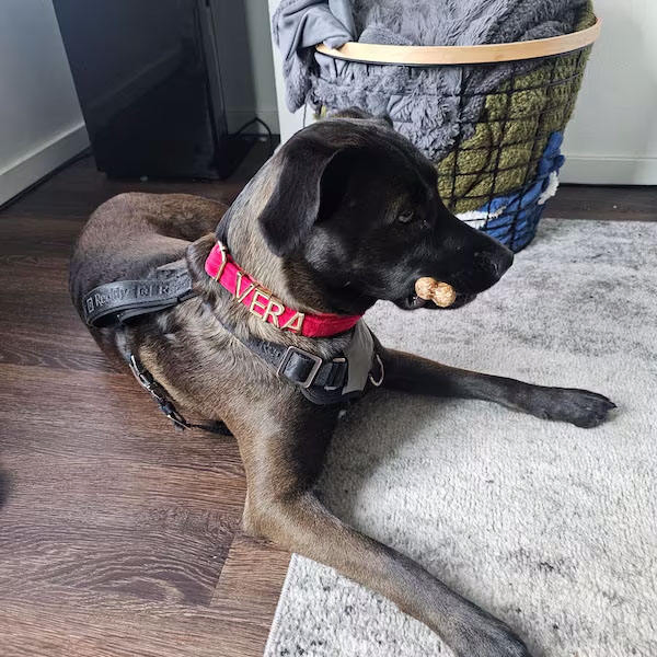 Bling Name Custom Luxury Leather Metal Brand Tags Dog Collar with Letters Design Personalized Pet Collar