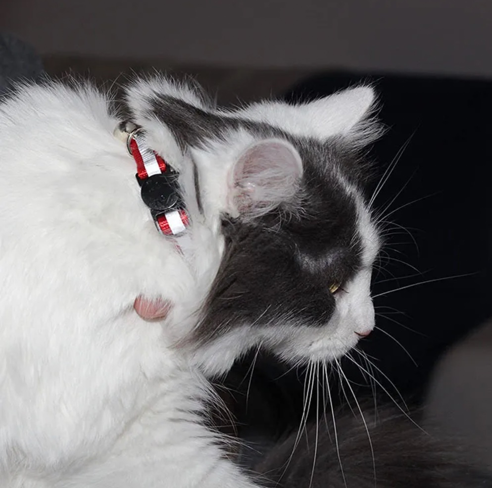 Hot Selling Breathable Dacron Cat Ear Style with Reflective Bell Adjustable for Pet Cats