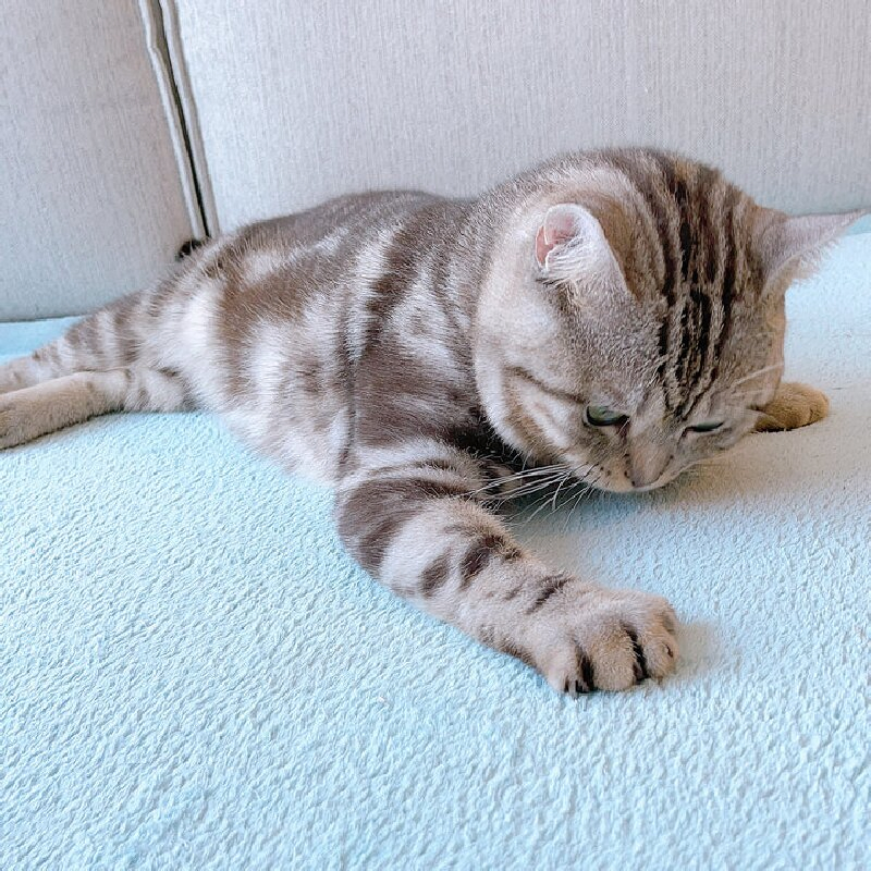 High Quality Velvet Solid Color Waterproof Pet Bed Breathable Easy Clean Dog Cat Mat