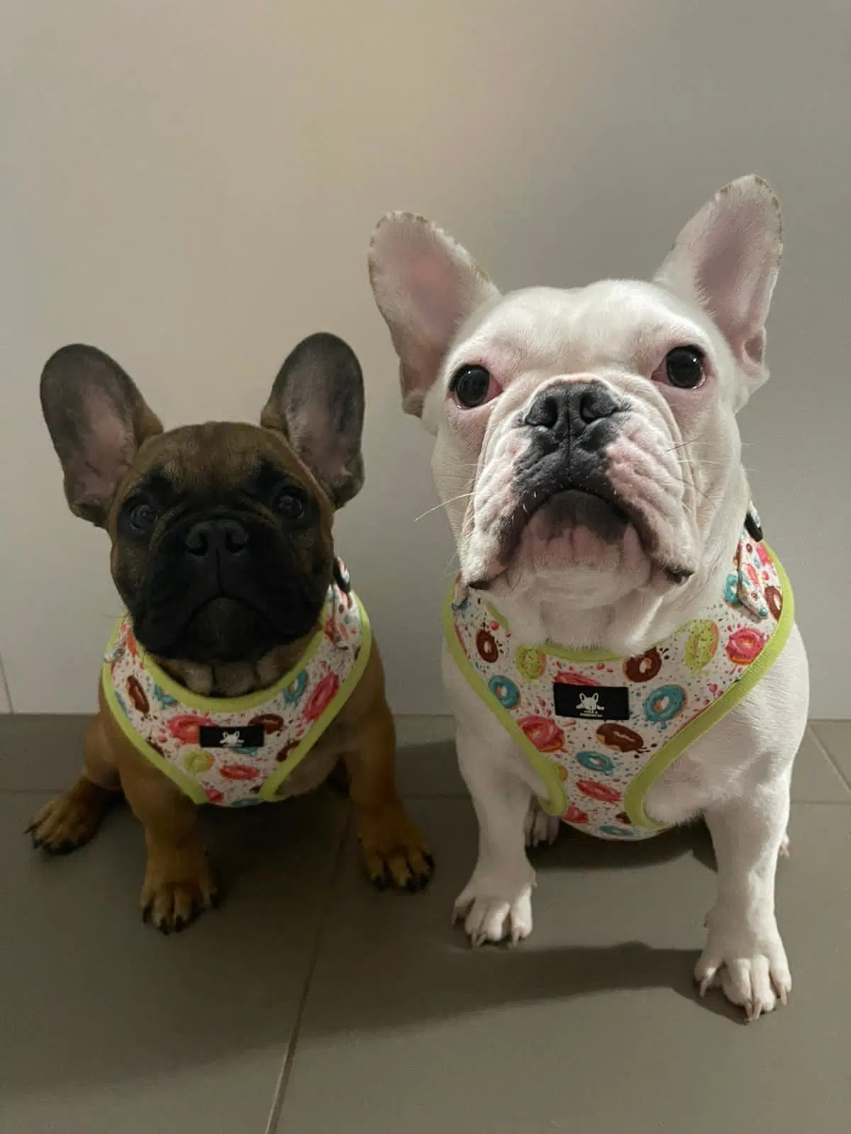 Customized Design Small Quantity All Kinds of Dog Harness China/Dog Training Collar