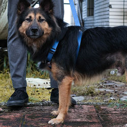 No-Pull Pet Harness with 2 Leash Clips Adjustable Soft Nude Dog Harness Reflective Tactic Pet Oxford Vest Easy Control Handle