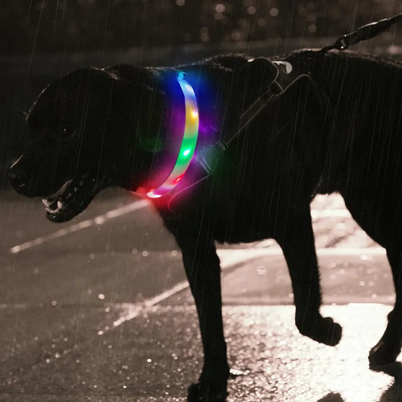 Pet Glowing Accessories 1