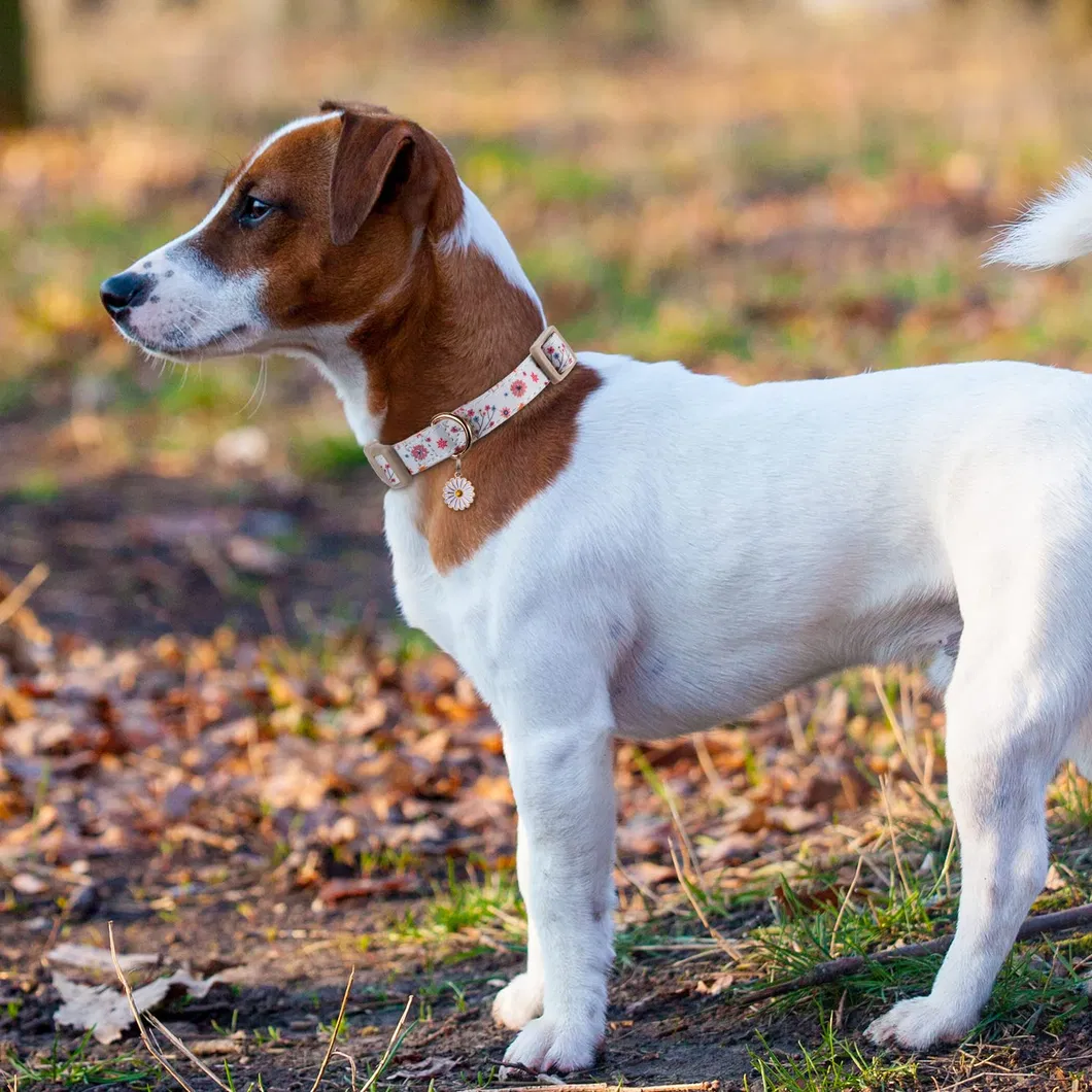 Soft Pet Collar Materials