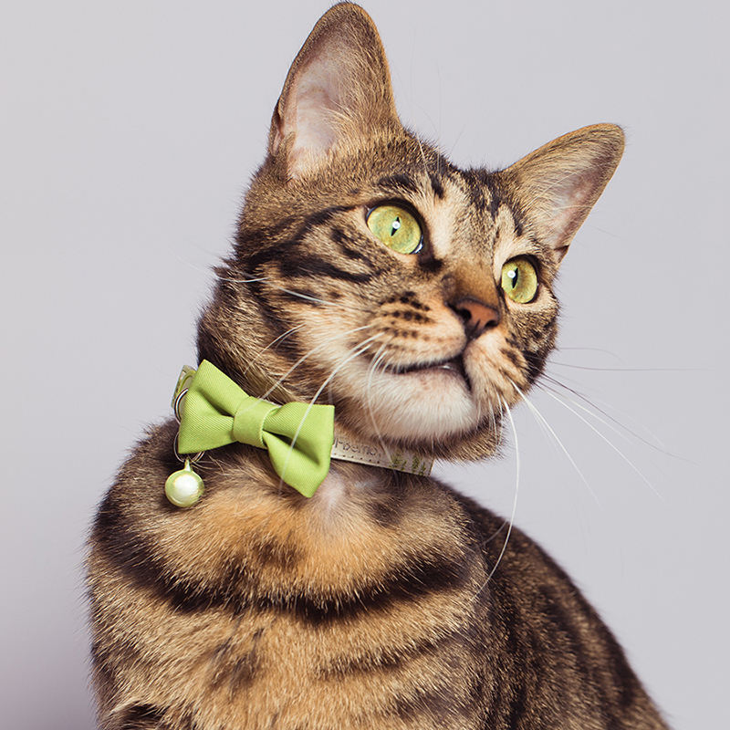 Hot Sale Pattern No Pull Pet Collar Soft Durable Print Cat Collar