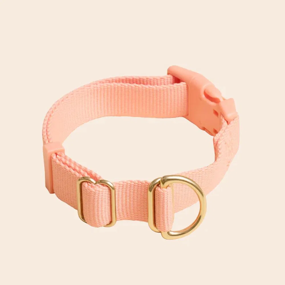 Hot Selling Premium Adjustable Stylish Durable Nylon Pet Collar Strong Safety Locking Buckles for Any Size Breed