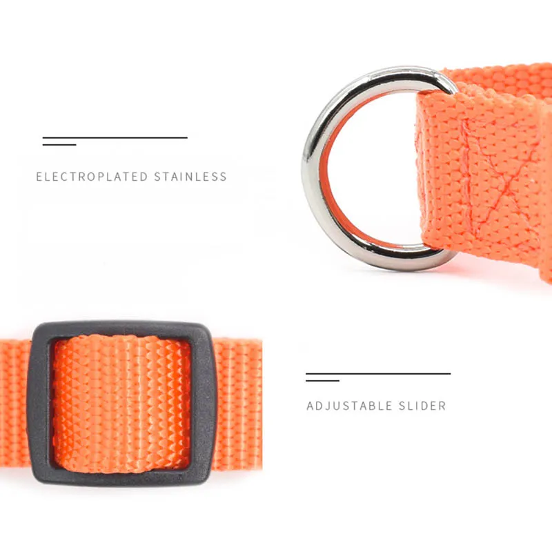 Pet Accessory Display