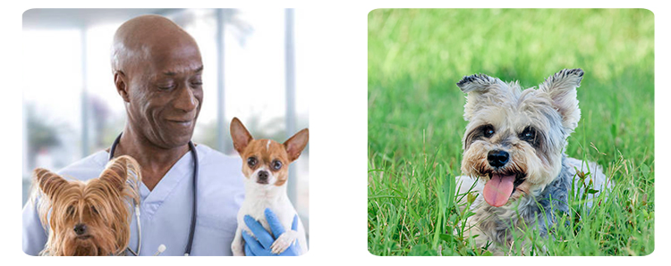 Am6200 Mini Veterinary Monitor Vet Blood Pressure, Blood Oxygen, ECG, Temperature for Pet Monitor