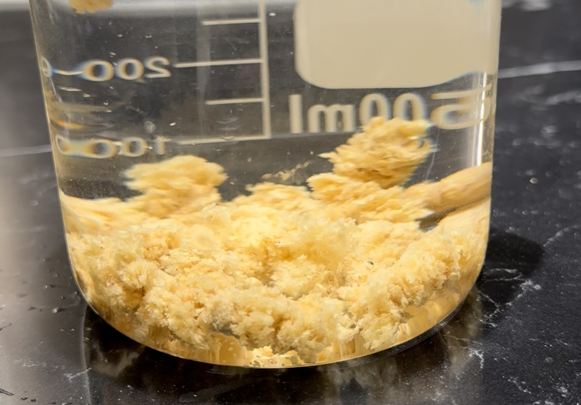 Green Tea Pine Cat Litter 20lb