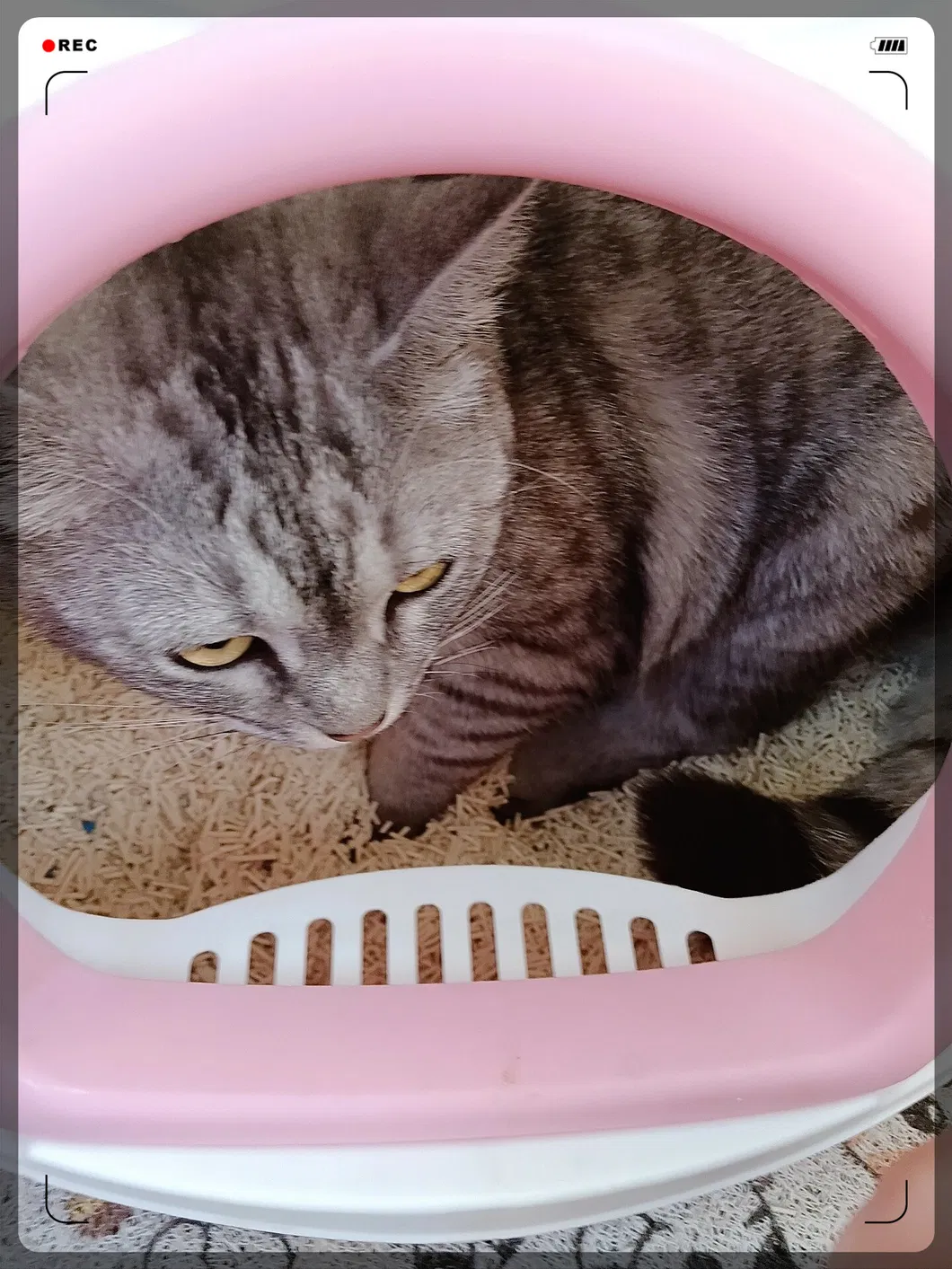 Cat scratching tray