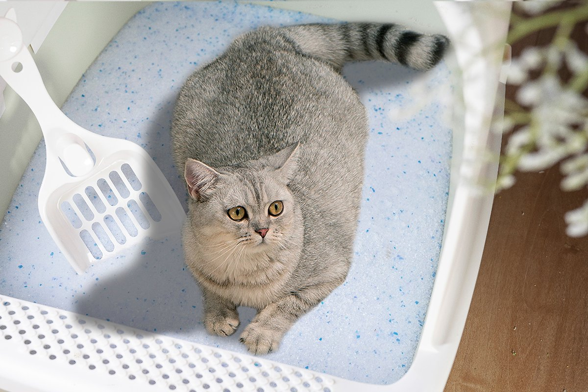 OEM ODM Wholesale Pet Toilet Clean Product Crystal Gel Sand None Clumping Low Dust Silica Cat Litter