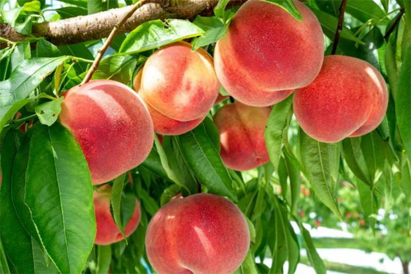 Peach Powder Application 03