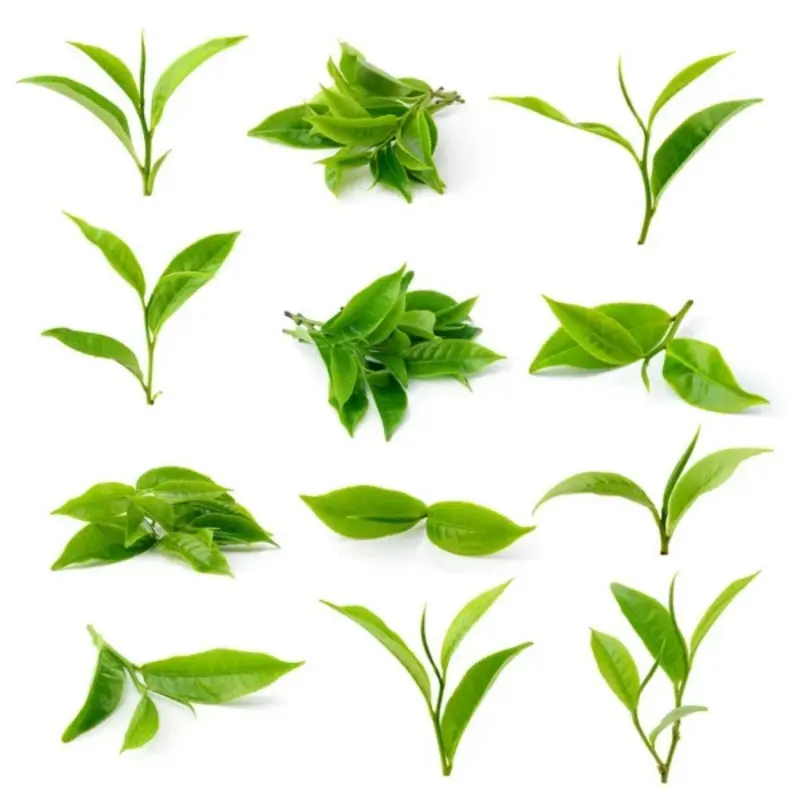 High-Quality Green Tea Extract Polyphonel, EGCG, Catechins Powder Supplier, Product
