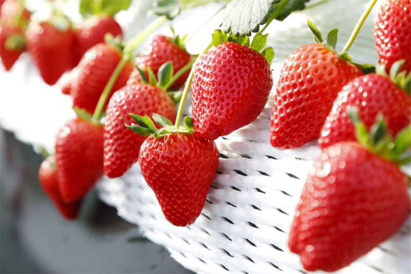 Natural Strawberry Powder Application 03