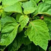 Wholesale Pharmaceutical Grade Patchouli Oil from Manufacturer Suppliers, Service