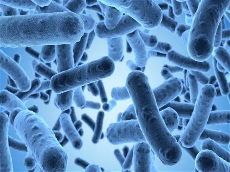 Bifidobacterium Health Support