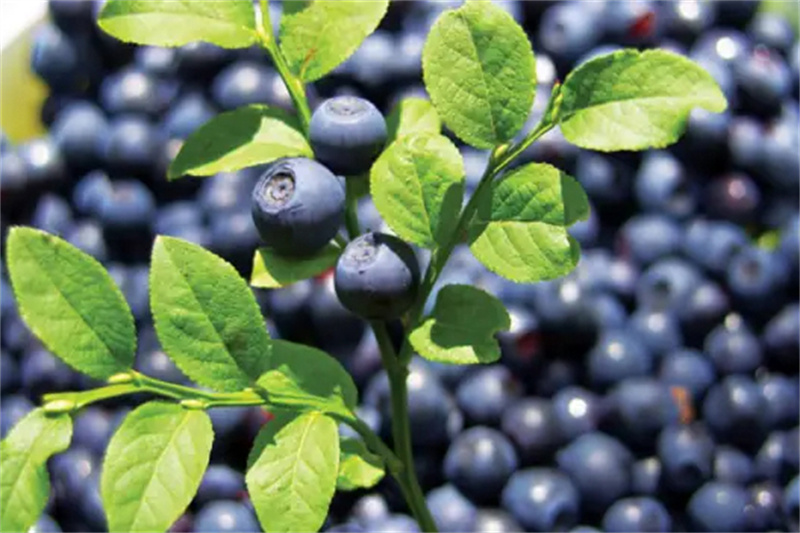 100% Natural 1-25% Anthocyanidins from European Bi04