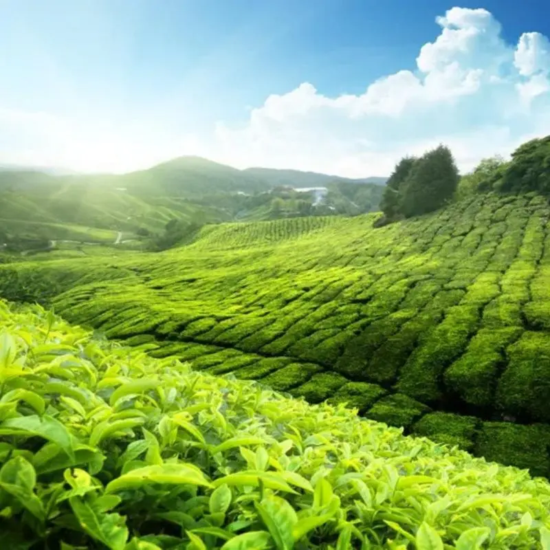 High-Quality Green Tea Extract Polyphonel, EGCG, Catechins Powder Supplier, Product
