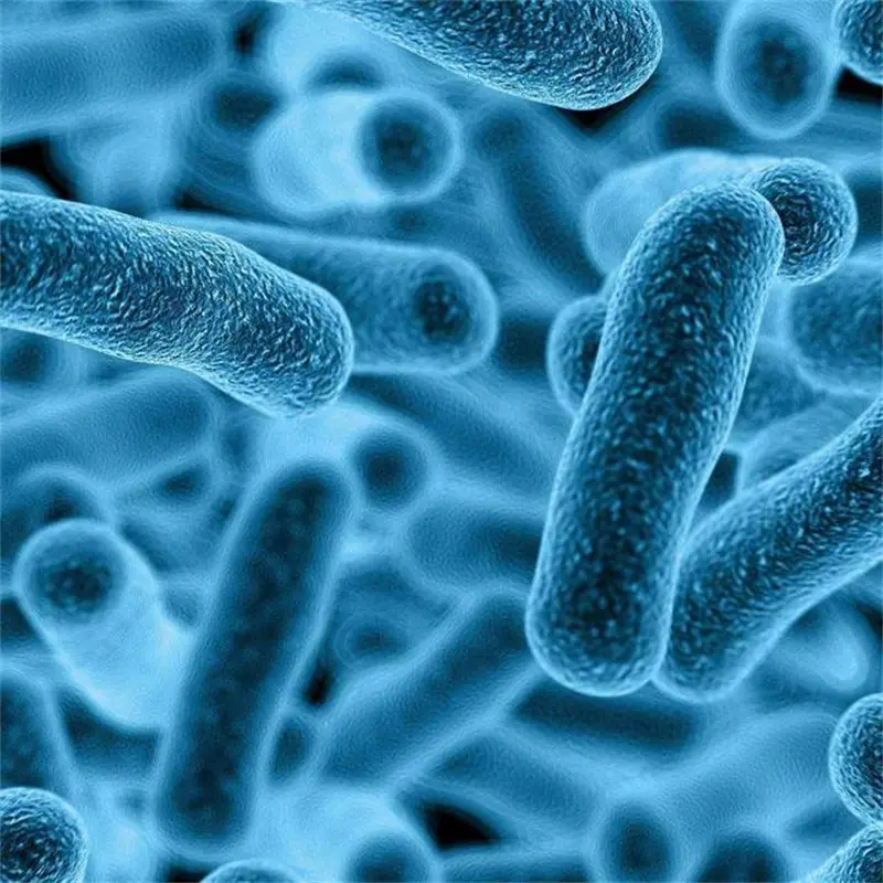 Wholesale Probiotics Lactobacillus Helveticus Health Care Powder for Supplement Supplier, Service