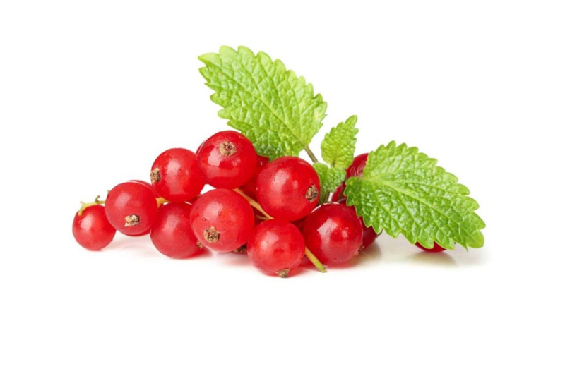 Cranberry Extract Application 01