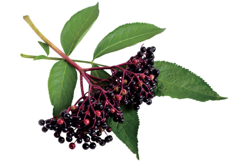 Elderberry Extract Application 01