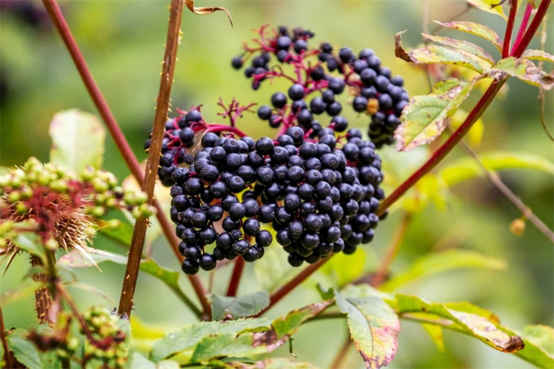 Elderberry Extract Application 02