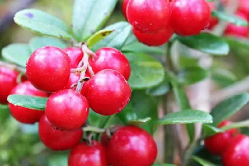 Cranberry Extract Application 02