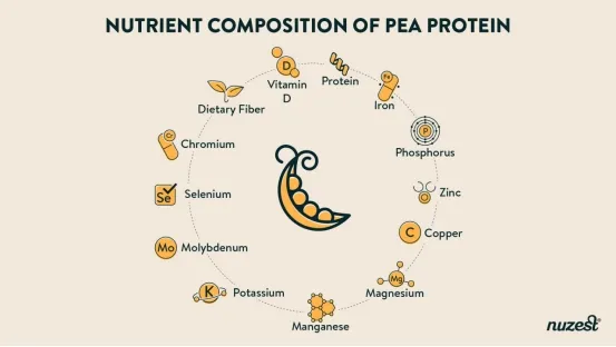 Natural Pea Protein Isolate Powder
