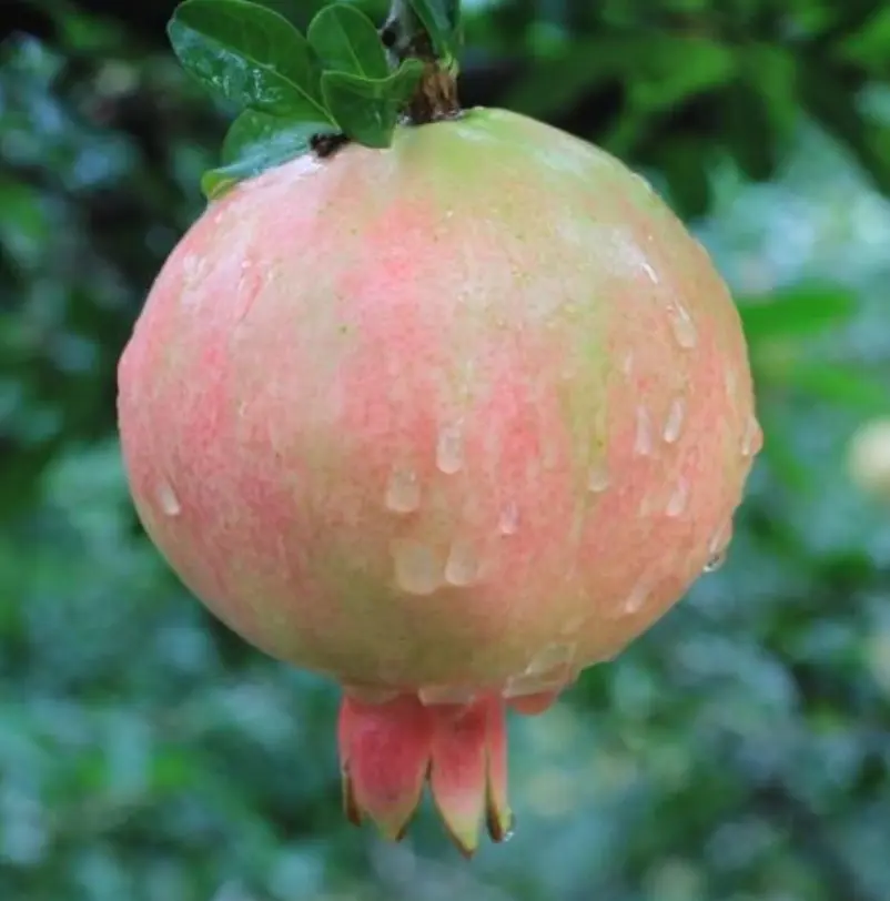 Best Natural Concentrate Flavor Extract Juice Pomegranate Fruit Powder Supplier, Products