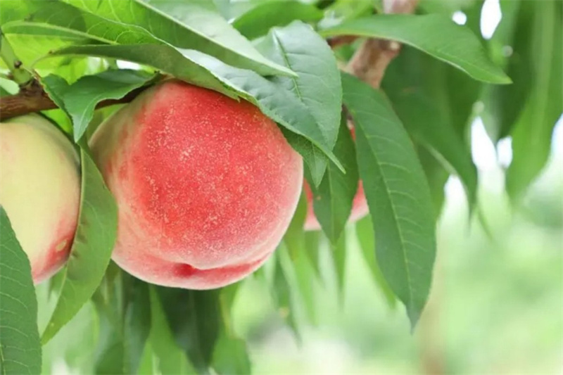 Peach Powder Application 02