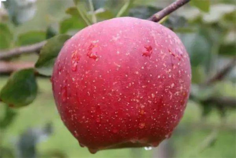 Apple Powder Application 02