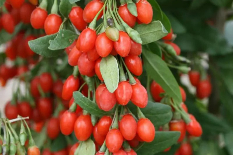 Gojiberry Extract Application 02