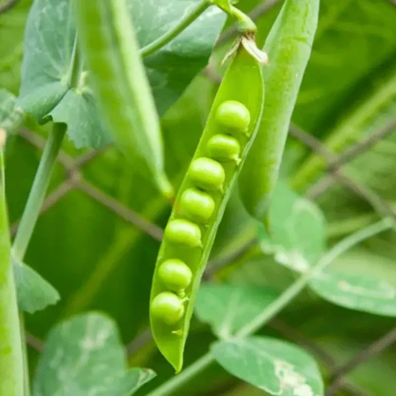 Best Pea Protein Isolate Powder in both Conventional and Organic Versions Service, Product