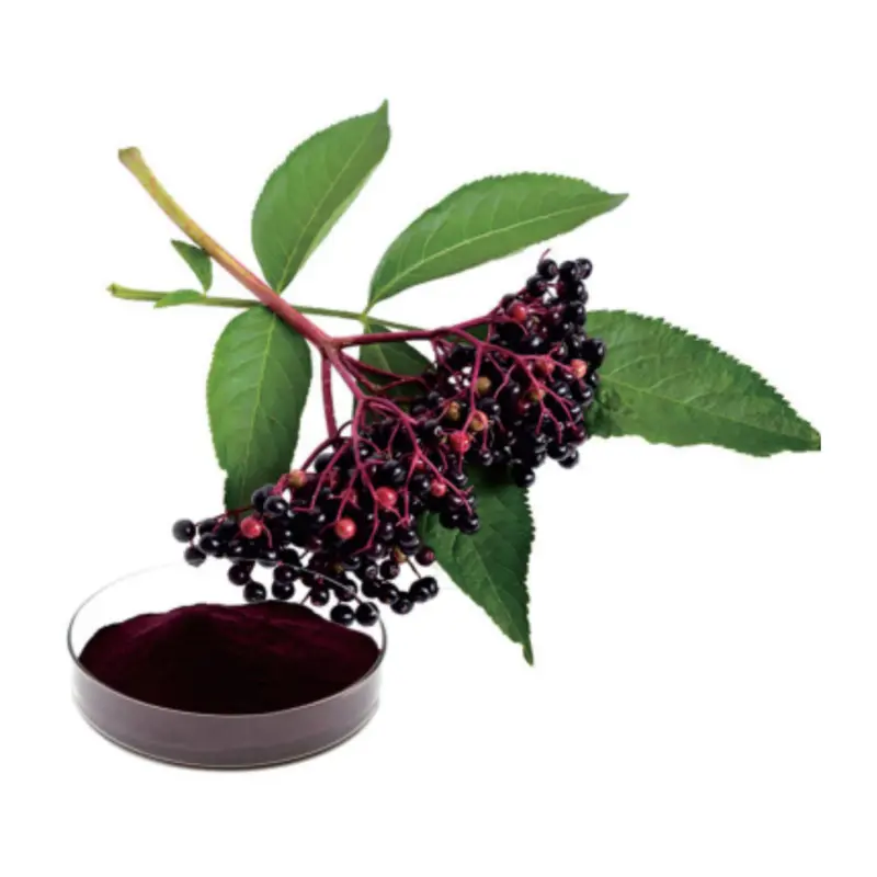 Best Natural Black Elderberry Extract Anthocyanidins & Polyphenols Supplier, Product