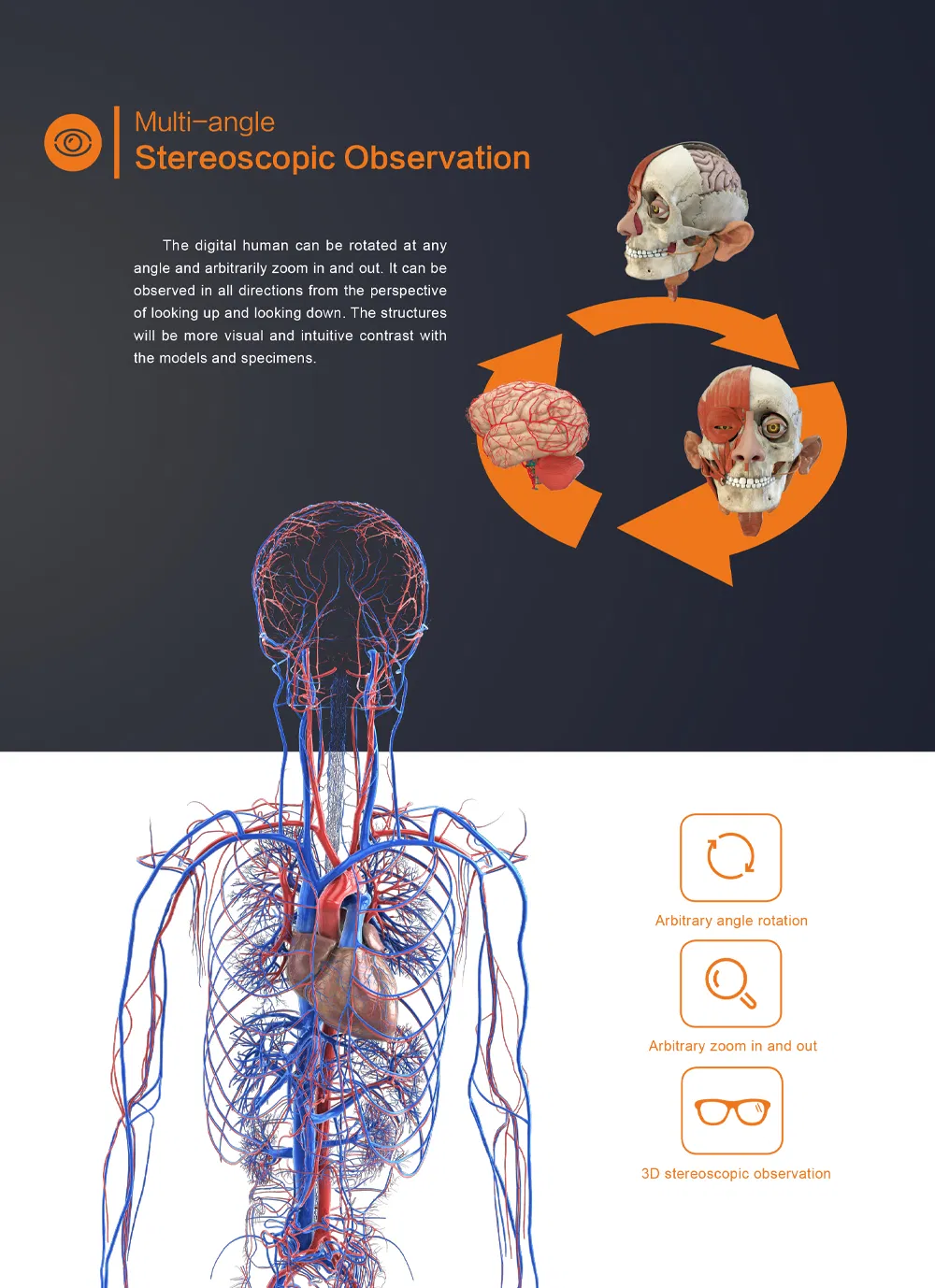 Digital Human Anatomy System 6