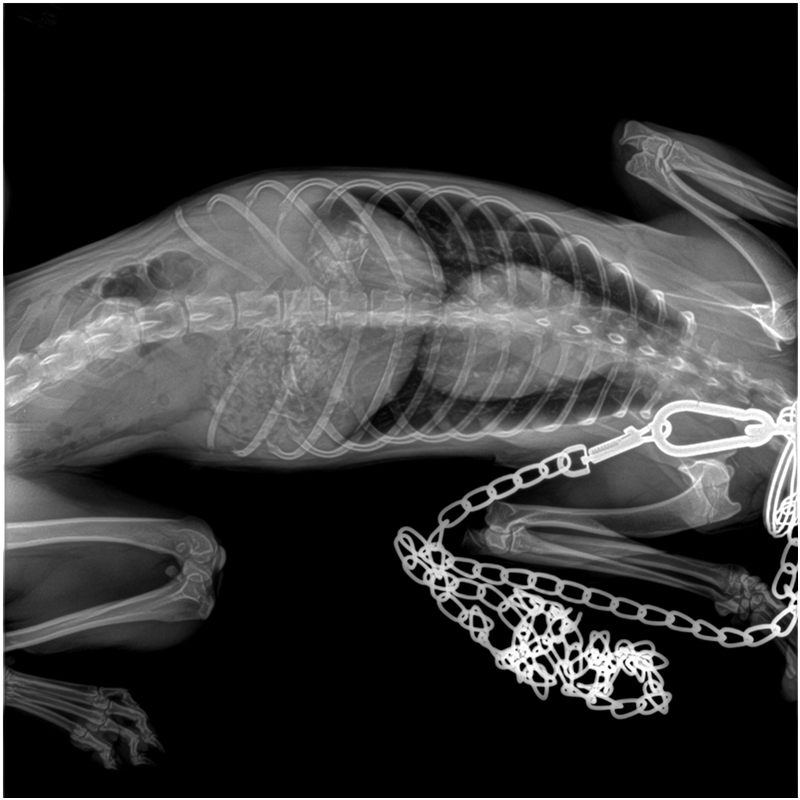 Veterinary Digital Radiography System (VET1600)