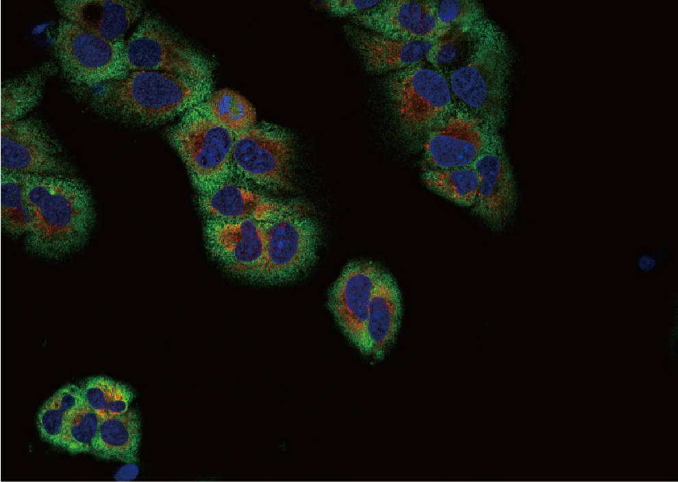 BestScope BCF297 High Ratio Motorized with Sofware Laser Scanning Confocal Microscopy