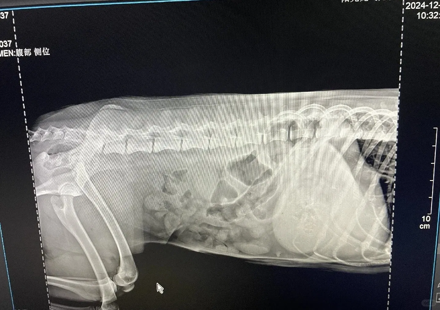 High-Quality Veterinary Wireless Flat Panel Detector Portable Veterinary Imaging Equipment Fpd Flat Panel X-ray Detector