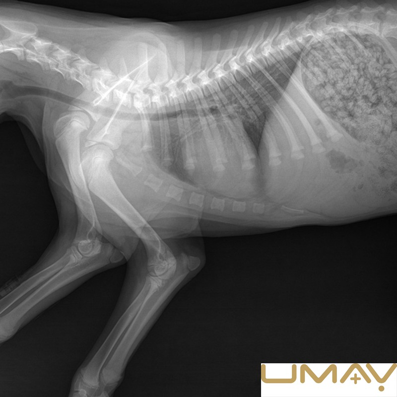 100mA Range High Frequency Good Cost-Effective X-ray Equipment with Wireless Detector in Simple Stand
