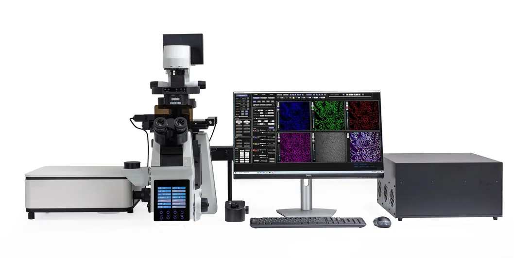 Laser Scanning Confocal Microscopy