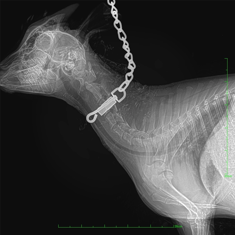 Veterinary Digital Radiography System (VET1600)