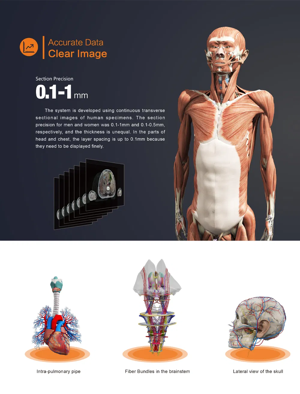 Digital Human Anatomy System 5